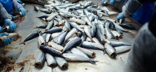 Mackerel for processing